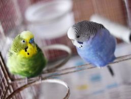 How to Take Care of a Parakeet