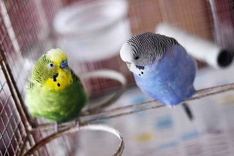 How to Take Care of a Parakeet