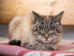 The Best Pet Heating Pads