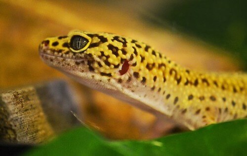 How to Set Up for Your Leopard Gecko