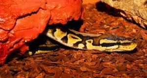 How to Set Up for Your Ball Python