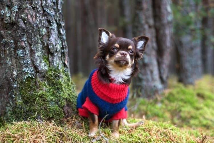 The Best Small Dog Sweaters