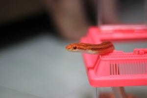How to Clean Your Ball Python's Habitat