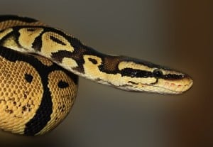 How to Hold Your Ball Python