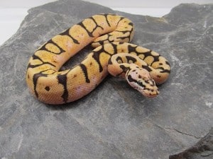 How to Clean Your Ball Python