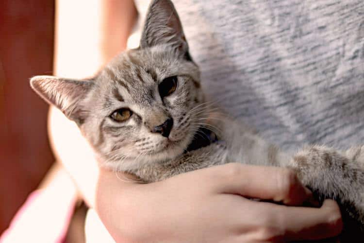 Cat held by owner