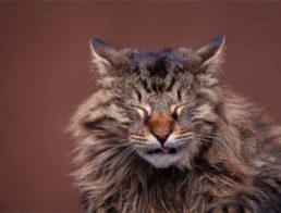 Cat sneezing