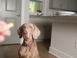The Best Dog Anxiety Medication