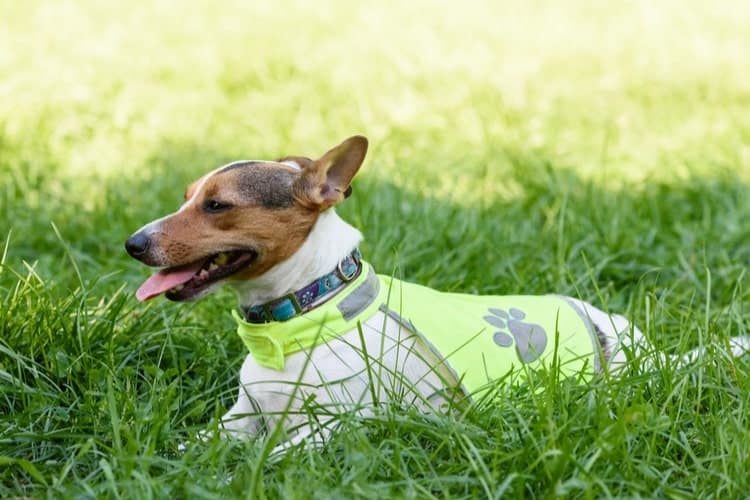 The Best Dog Anxiety Vests