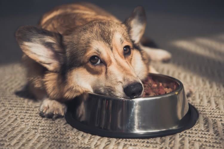 What to Feed a Dog That Won't Eat