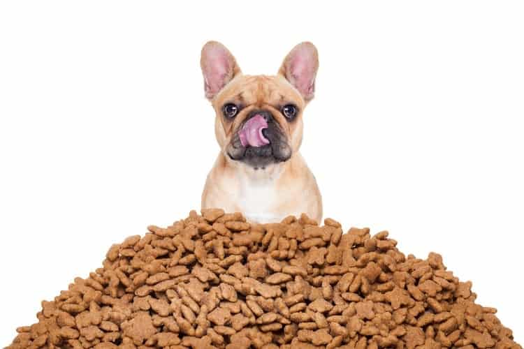 How Much Should I Feed My Dog?