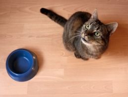 How Often Should I Feed My Cat?