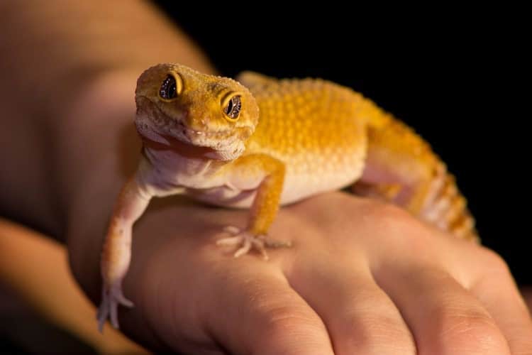 How to Take Care of a Leopard Gecko