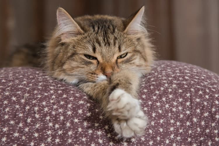 Picture of 5 Best Cat Pheromone Sprays in 2023: Reviews & Top Picks | Pango Pets