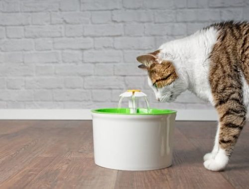 The Best Cat Water Fountains