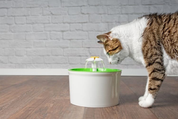 The Best Cat Water Fountains