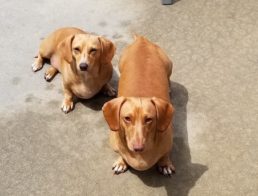 dachshunds