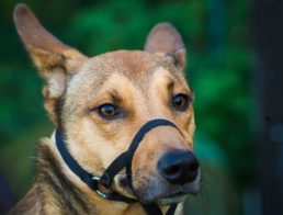 The Best Dog Muzzles
