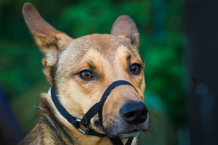 The Best Dog Muzzles