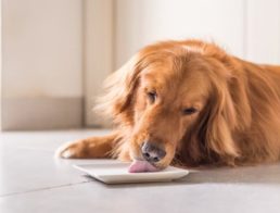 Freshpet Review: Are There Better, Healthier Options?