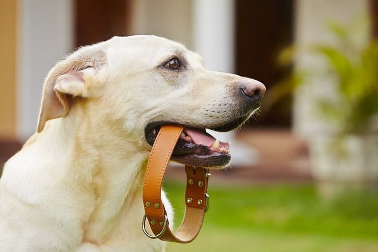 The Best Leather Dog Collars