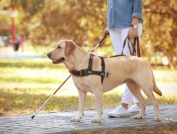 The Best Service Dog Vests & Harnesses