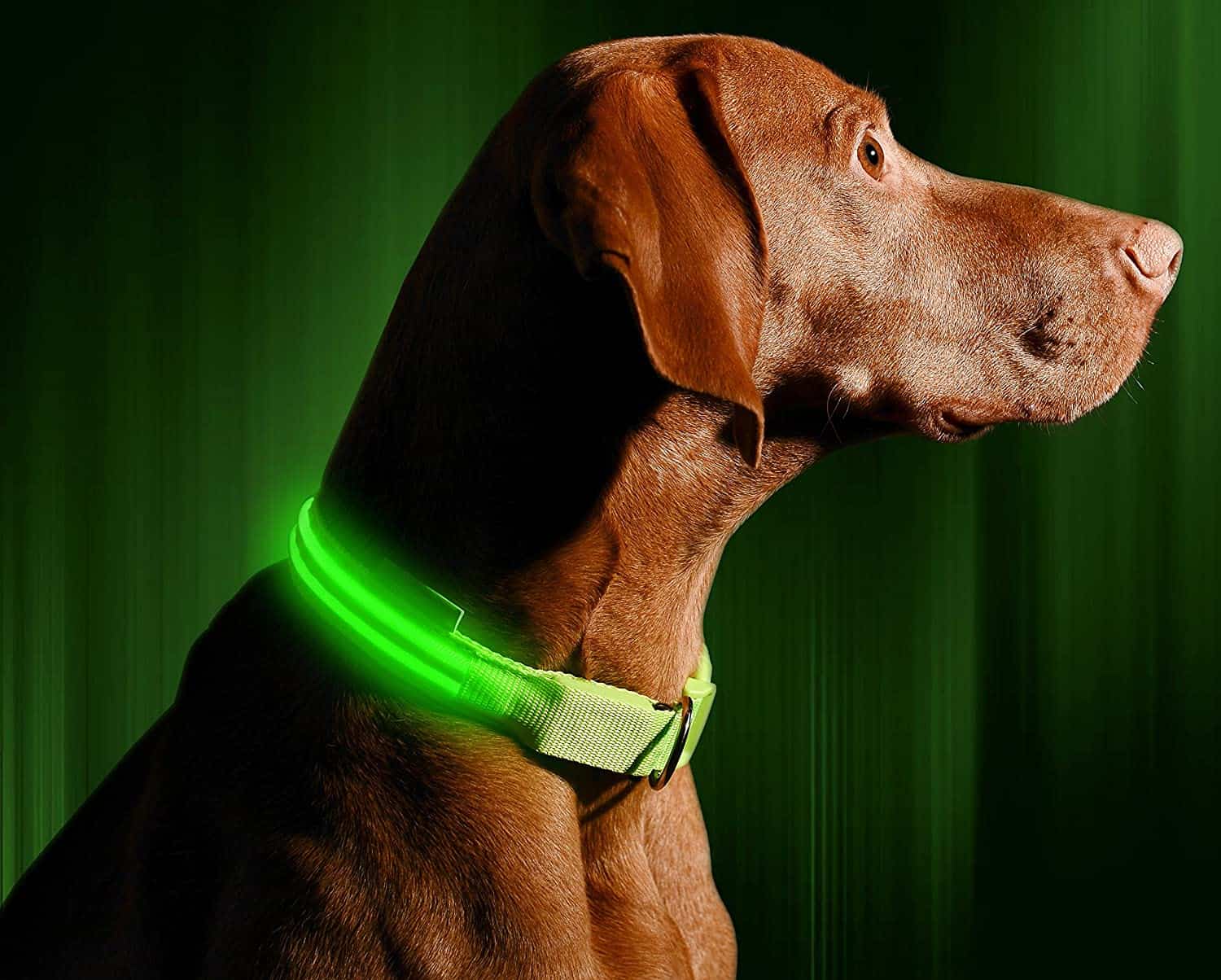 best led dog leash