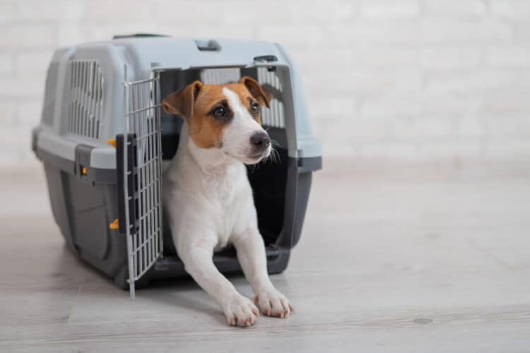 A dog in a crate