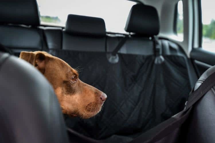 The Best Dog Car Seat Covers