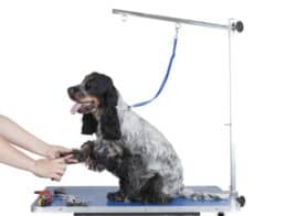 The Best Dog Grooming Tables