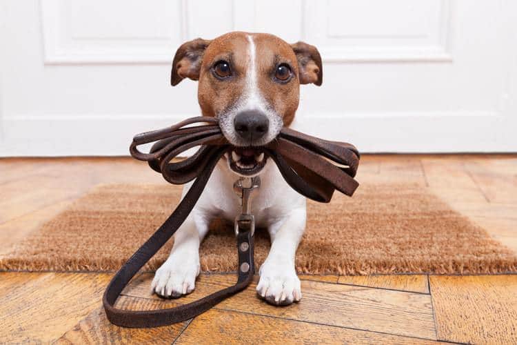 The Best Dog Leashes