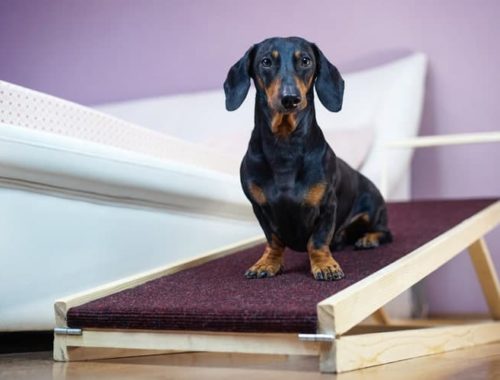 Small dog on ramp next to bed