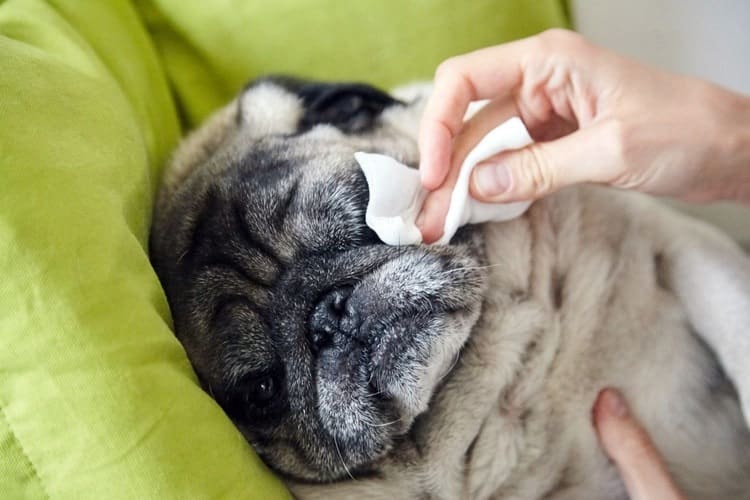 The Best Dog Wipes