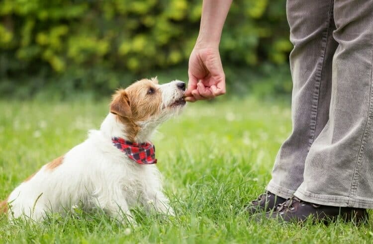 jack-russell-terrier-having-treats