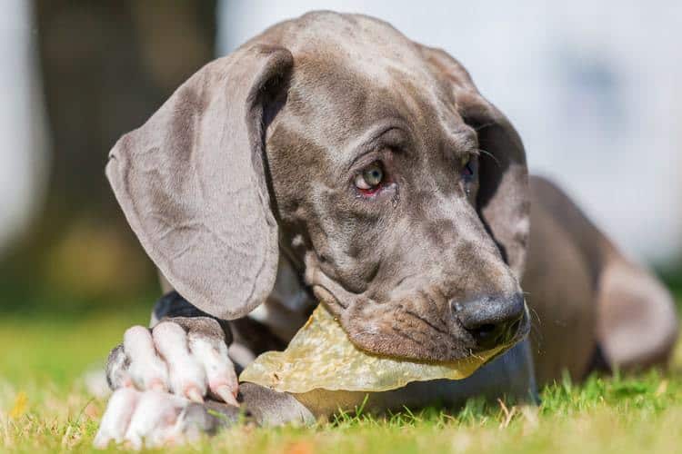 The Best Pig Ears for Dogs