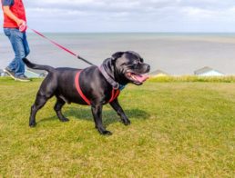 The Best Retractable Dog Leashes