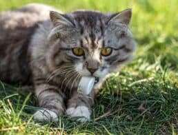 Cats-Eat-Litter