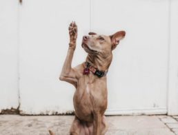 Dog Lifting Paw