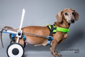 Newlife Mobility Adjustable Dog Wheelchair for Short Dogs