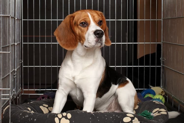 The Best Dog Crate Pads