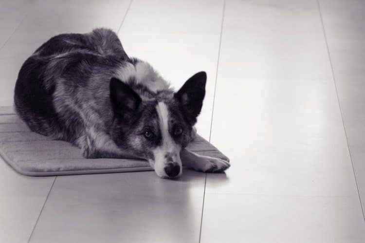 The Best Dog Heating Pads