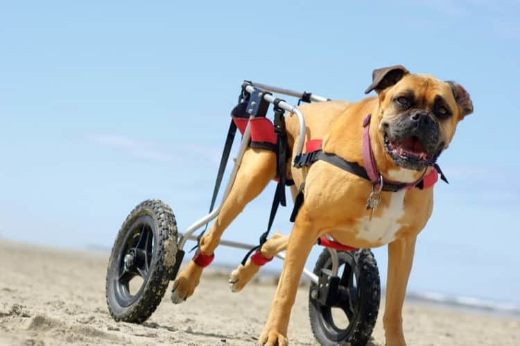 The 25 Best Dog Wheelchairs of 2022 - Pango Pets