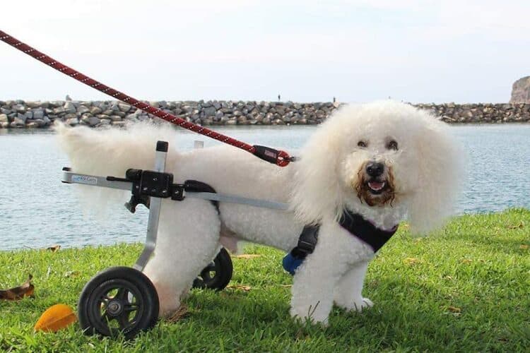 poodle dog in grass with wheelchair