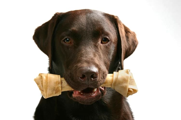 The Best Rawhide for Dogs