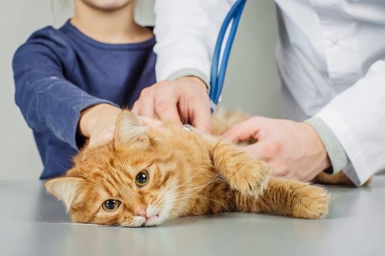 Cat with cyst