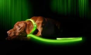 Ilumiseen LED Dog Leash