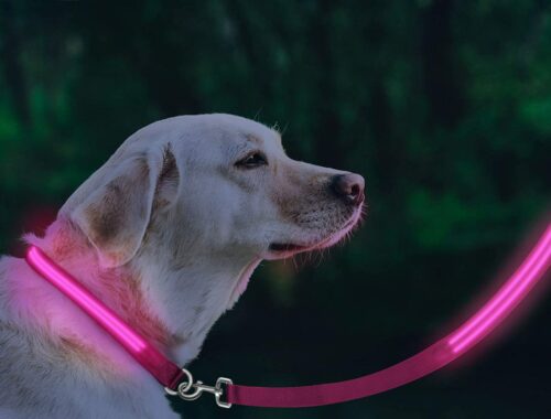 LED dog leash