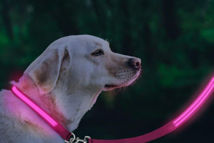 BSEEN Led Dog Leash USB Rechargeable Nylon Light Up Dog Leash 47.2inches Glowing Pet Lead High Visible Safety & Be Seen for Large,Medium,Small Dogs Red 