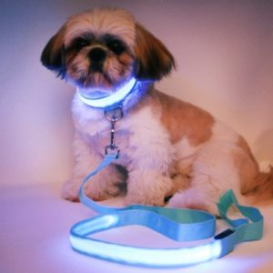 Sincerely, Not Set of Dog Puppy Collar & 4ft LED Leash