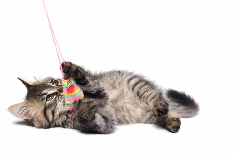 The Best Electronic Cat Toys